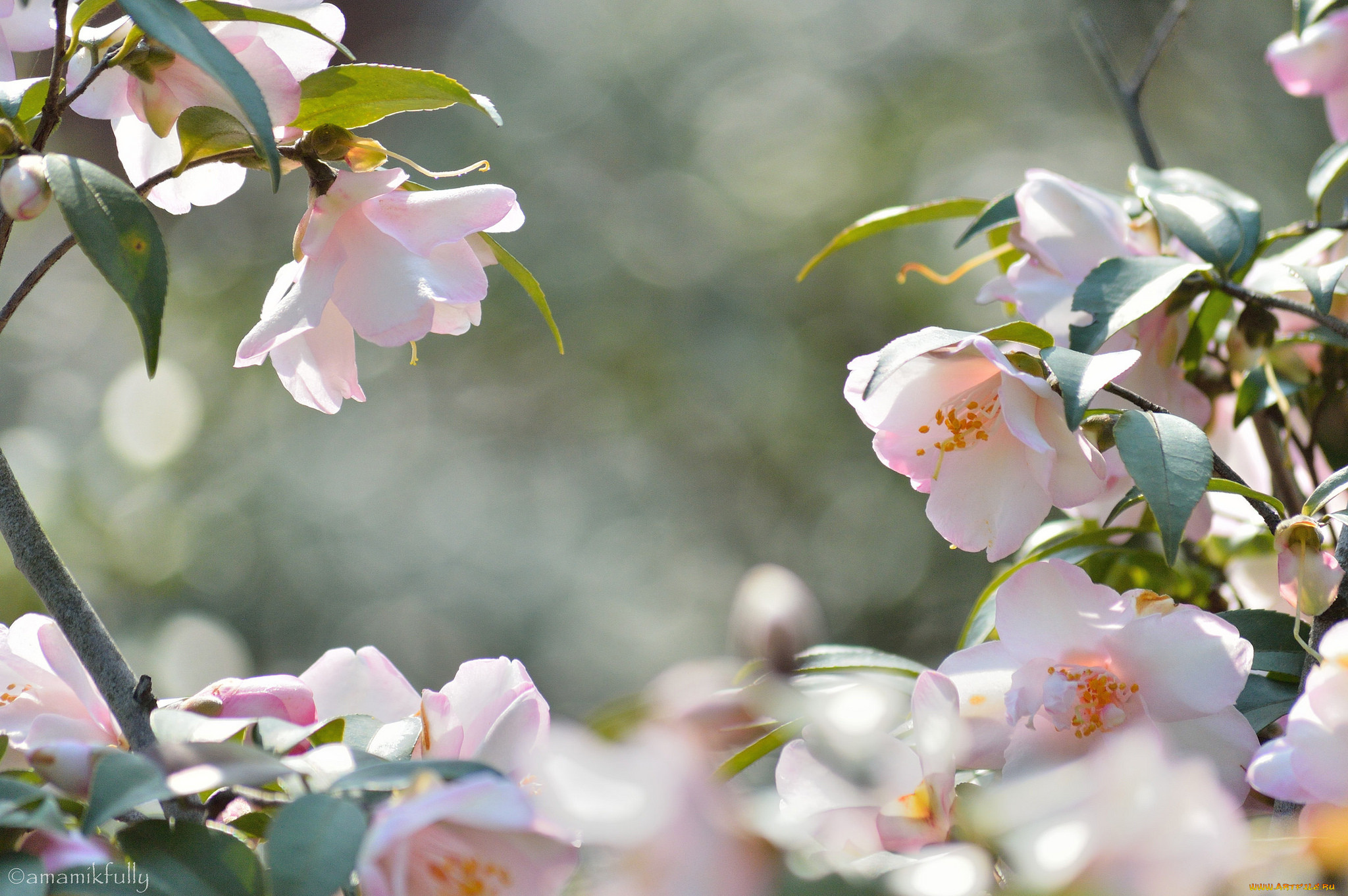 , , shrubs, flowering, bud, , , , , leaf, camellia, 
